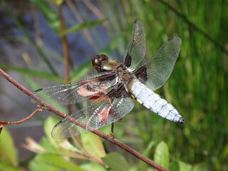 Male broad-bodied chaser (Libellula depressa) and male large red damselfly resting on a dry willow branch