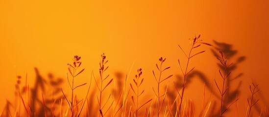 Vivid orange backdrop with captivating plant silhouettes ideal for showcasing products or cosmetics. Premium photograph.