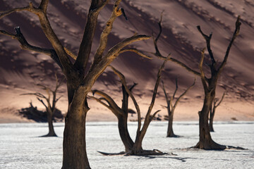Beautiful landscape of Namibia - Deadvlei ( Dead valley )