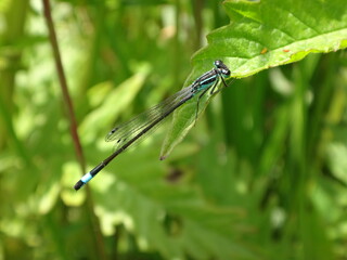 Blue-tailed damselfly (Ischnura elegans), male perching on a green leaf