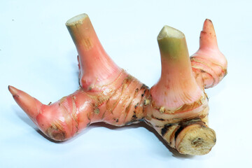 Indonesian spice called Laos or galangal with large size on white background