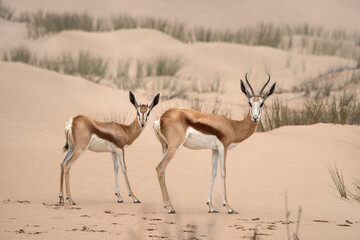 Two springboks in beautiful sand dune landscape