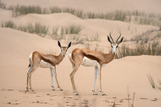 Two springboks in beautiful sand dune landscape