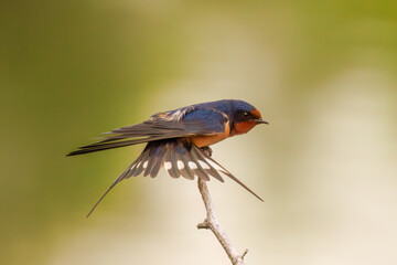 Barn Swallow stretching on a branch