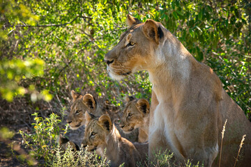 Lioness with cubs - mother care and love