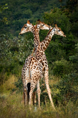 Three African giraffes in beautiful nature of Africa