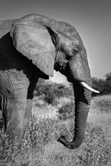 Black white photo of an African elephant