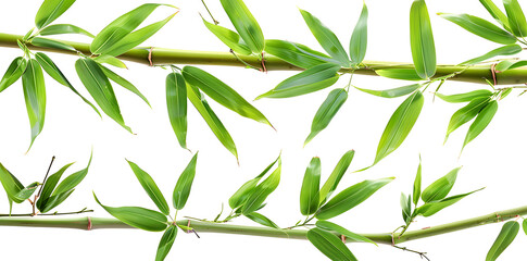 Naklejka premium Branches of bamboo set isolated on white background