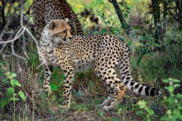 Beautiful cheetah in nature of Africa