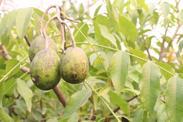 Spondias mombin plant on nursery