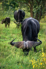 Buffaloes in the beautiful nature of Africa