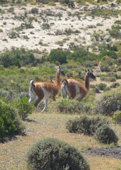 Wild guanacos at steppen landscape of punta tombo wildlife reserve, chubut, argentina.