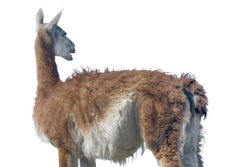 Wild guanaco at steppen landscape of punta tombo wildlife reserve, chubut, argentina.