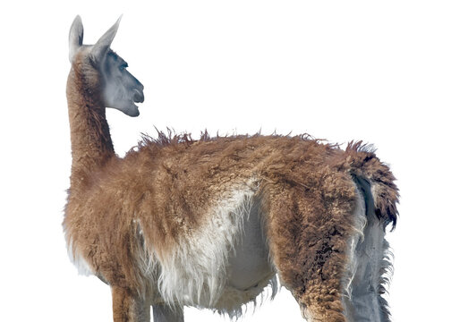 Wild guanaco at steppen landscape of punta tombo wildlife reserve, chubut, argentina.