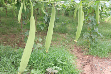 Sponge gourd on farm for harvest