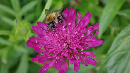 Common carder bee (Bombus pascuorum) foraging on a bright pink Macedonian scabious flower