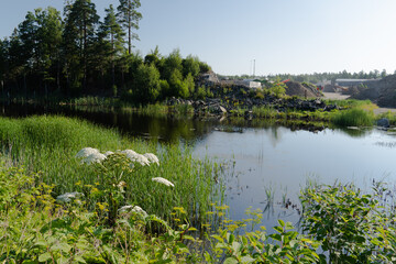 Giant Hogweed plants in a hill in front of a lake with reflection