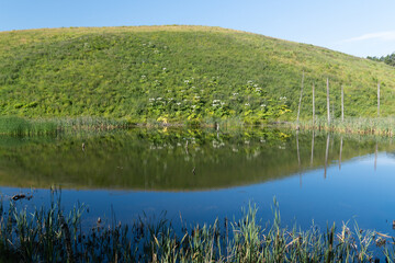 Giant Hogweed plants in a hill in front of a lake