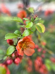 Close up of Japanese Quince Red Flower on Tree Branch with Green Leaves. Macro Chaenomeles Japonica. Botanical Garden Vibes.