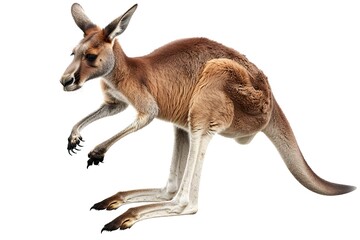 Kangaroo on white background