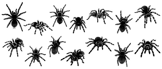 Vector silhouette illustration of a set of tarantulas for Halloween day