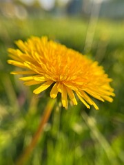 Close Up of Sunny Dandelion Meadow Flower against Vibrant Green Backdrop. Natural Beauty of Herbaceous Plant. Floral Sunset Macro View
