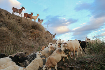 Sheeps running down from the hill