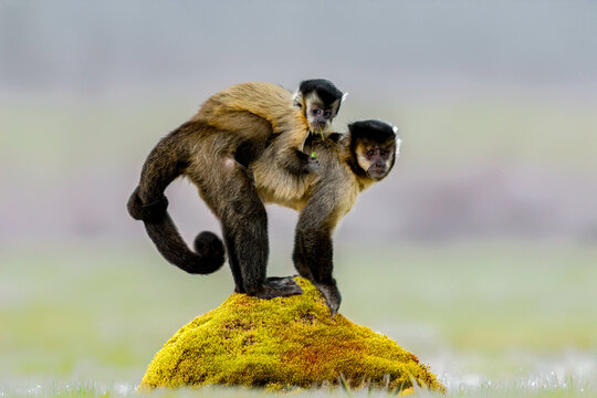 A monkey with a baby on its back is holding a baby monkey. Special to Fine art
