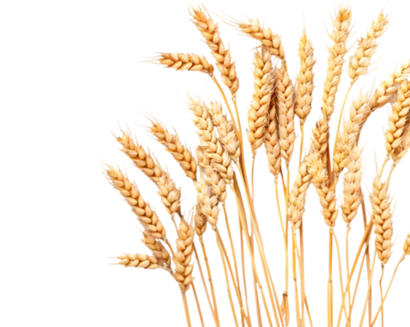 Golden wheat stalks for natural decor, perfect for rustic and farmhouse styles on transparent background