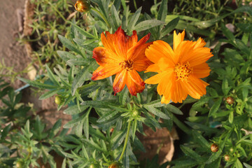 Sulfur cosmos flower plant on farm