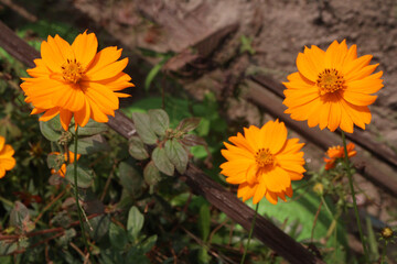 yellow colored sulfur cosmos flower