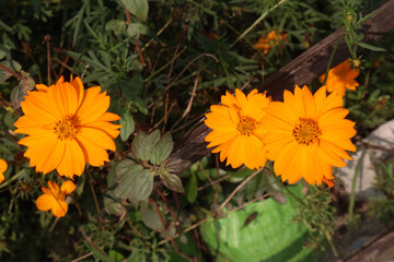 yellow colored sulfur cosmos flower