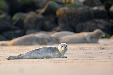 Baby seal (Phoca vitulina) resting on beach looking at the camera in on the beach wild nature
