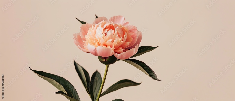Poster a close-up of a pink peony with a blurred background and empty space.