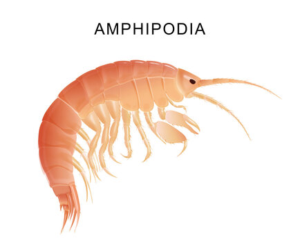 Illustration of a crustacean amphipod with white background