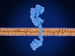 HER3 (inactive conformation), a key receptor in cancer immunotherapy