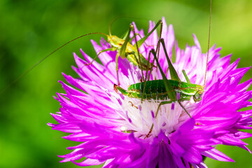 a green grasshopper on a cornflower flower on a summer morning