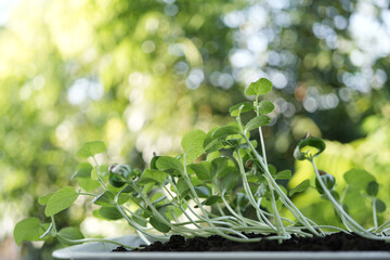 Green Growing cantaloupe sapping plant with dark brown solid