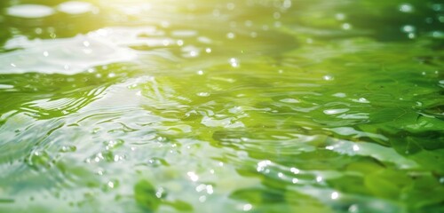 Close-up of green algae water with sunlight reflecting on the surface, creating a serene and tranquil scene. Suitable for nature backgrounds and eco-themed designs.