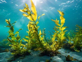 Bright underwater scene featuring yellow kelp and green seaweed, bathed in sunlight, showcasing marine life.