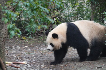 Panda walking towards bamboo in forest