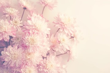 Delicate Pink Chrysanthemums on White Background