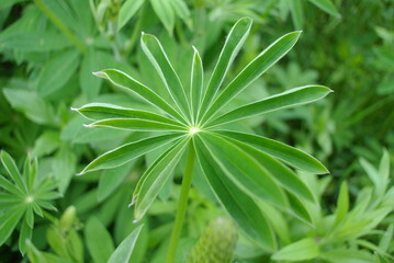 Fototapeta premium natural green background and lupine leaves, abstract background.