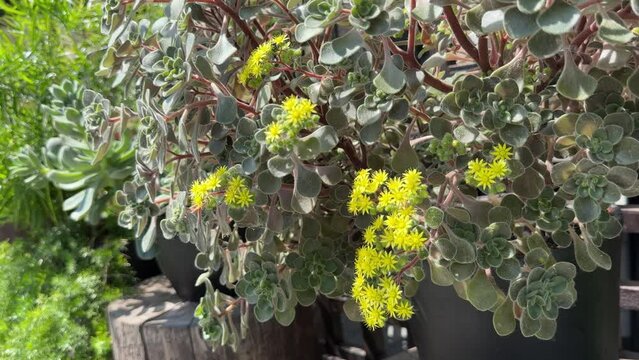 Aichryson succulent plant tree of love 