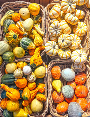 pumpkins and squash in the basket