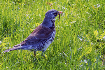 Turdus philomelos warbler with a worm in its beak
