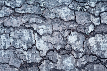 Close up view of seamless texture of tree bark.