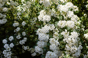 Bush of flowers Spiraea Vanhouttei at park. Beautiful ornamental plant in spring