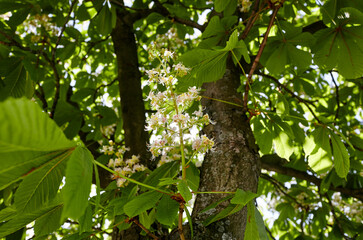 Branch chestnut against the background of lush green leaves, closeup.  Flowers of chestnuts tree in spring time. Selective focus, blurred background