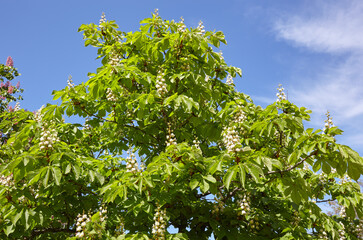 Branch chestnut against the background of lush green leaves, closeup.  Flowers of chestnuts tree in spring time. Selective focus, blurred background